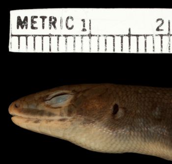 Media type: image;   Herpetology R-99606 Aspect: head lateral